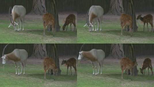 一只鹿和一只山羊在动物园里吃草高清在线视频素材下载