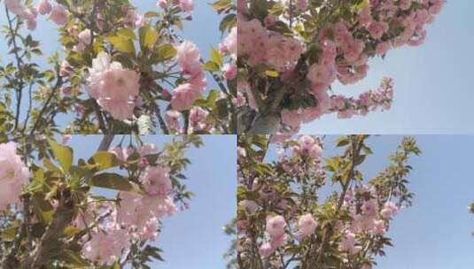 唯美樱花实拍四组镜头4k高清在线视频素材下载
