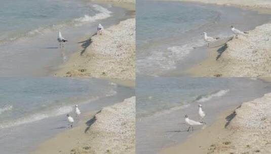 海边海鸥活动海浪拍打沙滩高清在线视频素材下载