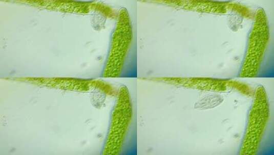 生物科普科研素材  正在进食的纤毛虫2高清在线视频素材下载
