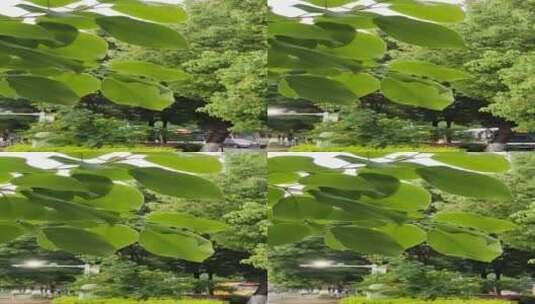 嫩绿的植物树叶高清在线视频素材下载