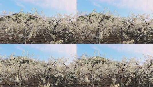 梨花 春天盛开的梨花高清在线视频素材下载