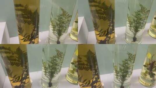 瓶子里的植物标本高清在线视频素材下载