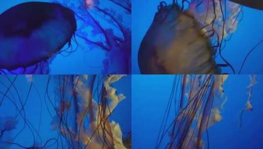 【镜头合集】触手须子太平洋海刺水母深海高清在线视频素材下载