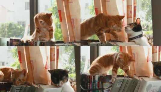 书架上调皮的小猫咪在玩耍高清在线视频素材下载