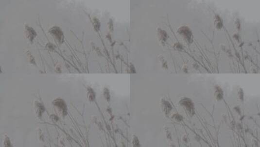 雾凇芦苇冰花LOG高清在线视频素材下载