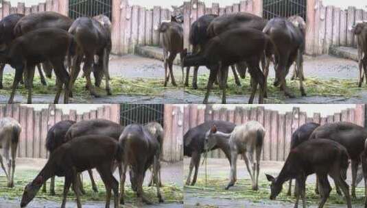 麋鹿吃草高清在线视频素材下载