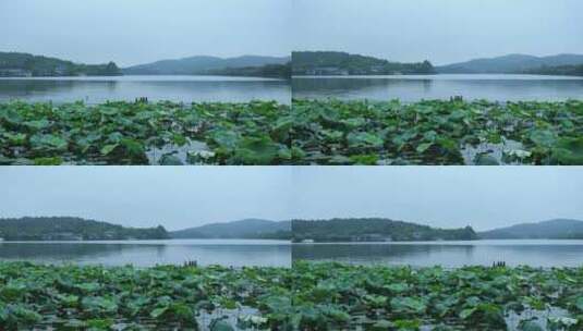 杭州西湖景区花港观鱼雨天高清在线视频素材下载