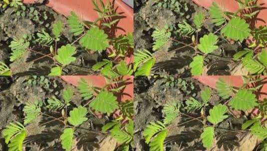 含羞草植物特写镜头高清在线视频素材下载