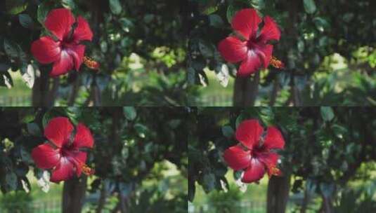 花园里树上的红花高清在线视频素材下载