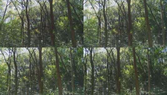 阳光森林4K实拍视频 (102)高清在线视频素材下载