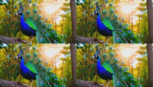森林中开屏的孔雀高清在线视频素材下载