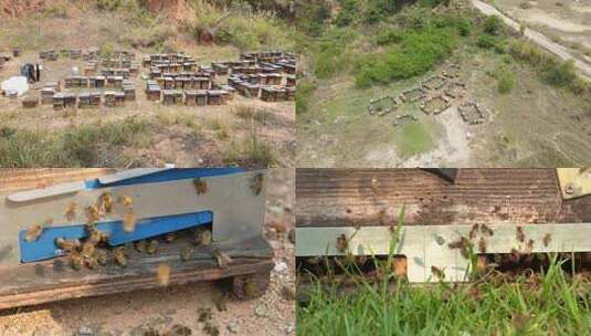 乡村振兴、荔枝蜜、蜂蜜生产、养蜂人高清在线视频素材下载