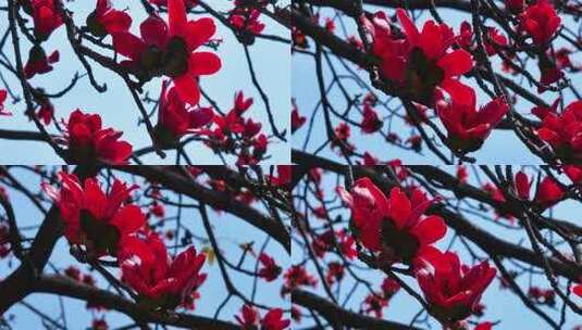 盛开的红色木棉花特写高清在线视频素材下载