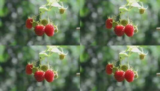 树莓随风晃动着高清在线视频素材下载