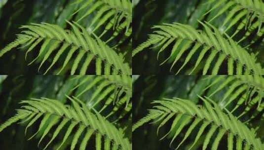 蚂蚁植物上的昆虫高清在线视频素材下载