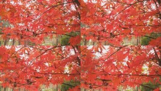 阳光下的树秋天红色的枫叶鸡爪槭高清在线视频素材下载
