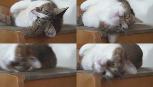 木椅上可爱的小猫高清在线视频素材下载