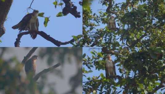 树梢枝头的雄鹰高清在线视频素材下载