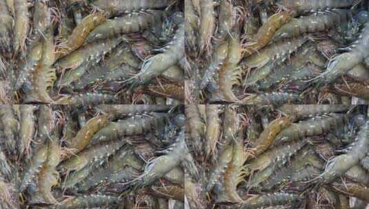 厦门八市海鲜白对虾高清在线视频素材下载