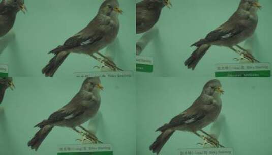 山雀翠鸟小型鸟类标本高清在线视频素材下载