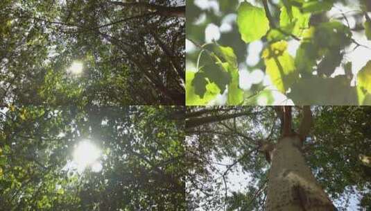 唯美阳光穿过树叶【合集】高清在线视频素材下载