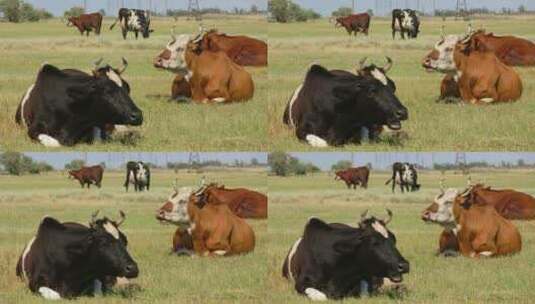 内蒙草原上趴在地上休息的奶牛群实拍素材高清在线视频素材下载