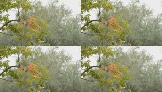 阴天卡基树的叶子和果实高清在线视频素材下载