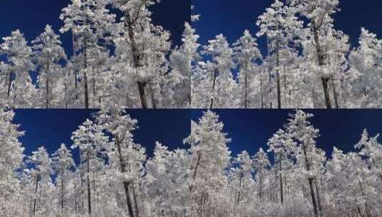 大兴安岭冬季雪林银装素裹高清在线视频素材下载