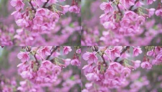 樱花在随风飘动高清在线视频素材下载