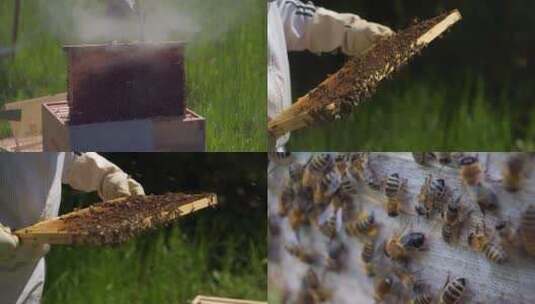 养蜂人养蜜蜂取蜂蜜高清在线视频素材下载
