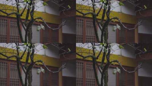 东方美学杭州西湖诗画江南曲院风荷园林建筑高清在线视频素材下载