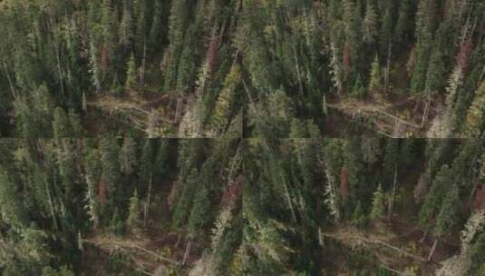 森林里的小径航拍景观高清在线视频素材下载