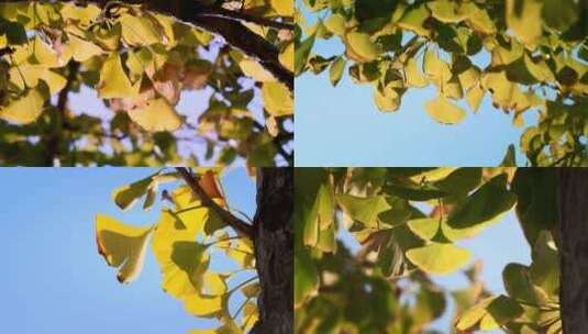 秋天阳光下的银杏叶唯美空镜高清在线视频素材下载