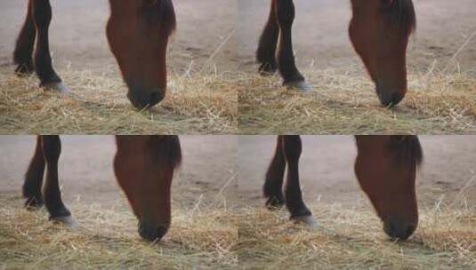 马吃草的特写镜头高清在线视频素材下载