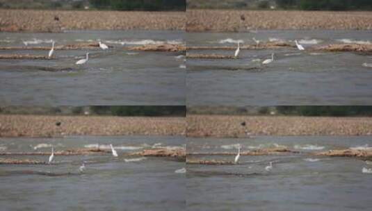 汉江古河床上白鹭捕食高清在线视频素材下载