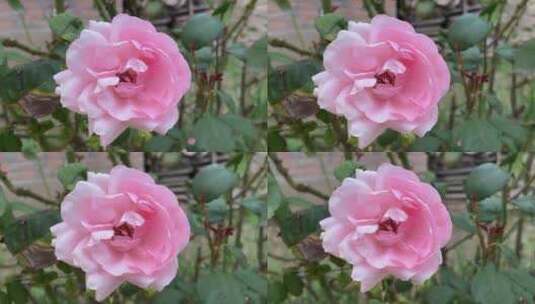粉色月季花花朵高清在线视频素材下载