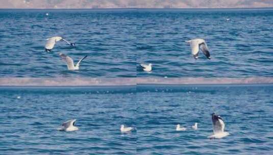 云南丽江泸沽湖海鸥飞翔升格实拍空境素材高清在线视频素材下载
