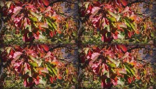 秋天里的红叶高清在线视频素材下载
