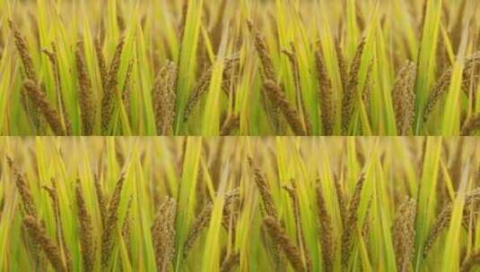 秋天收获的季节金黄的水稻高清在线视频素材下载