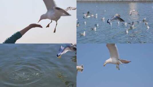 海边海鸥高清在线视频素材下载