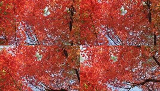 实拍唯美秋景枫叶高清在线视频素材下载