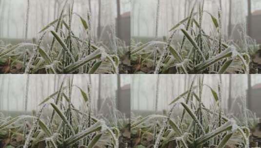 冬天落满霜的植物高清在线视频素材下载