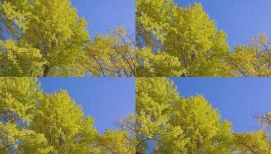蓝天下的金黄银杏树高清在线视频素材下载