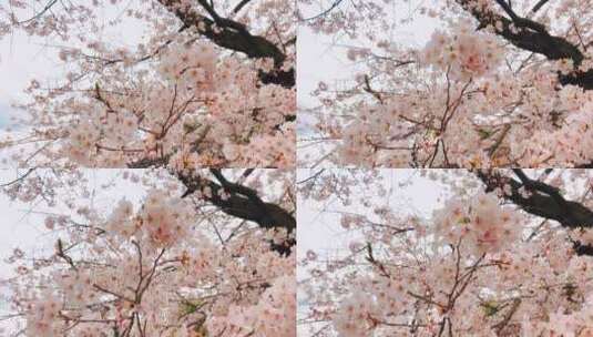 樱花视频素材高清在线视频素材下载