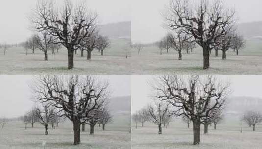 冬天下雪中 没有树叶的树木特写高清在线视频素材下载