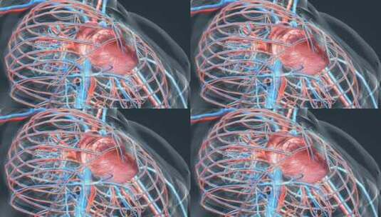 3D人体器官心脏医学动画高清在线视频素材下载