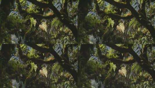 阳光打在长有苔藓和蕨类植物的树干上高清在线视频素材下载