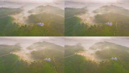 云雾缭绕的茶山日出高清在线视频素材下载