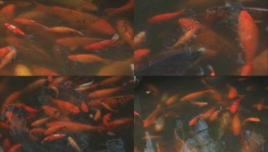 传统庭院水池红鲤鱼合集高清在线视频素材下载